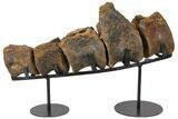 Five Articulated Stegosaurus Vertebae On Stand #131293-4